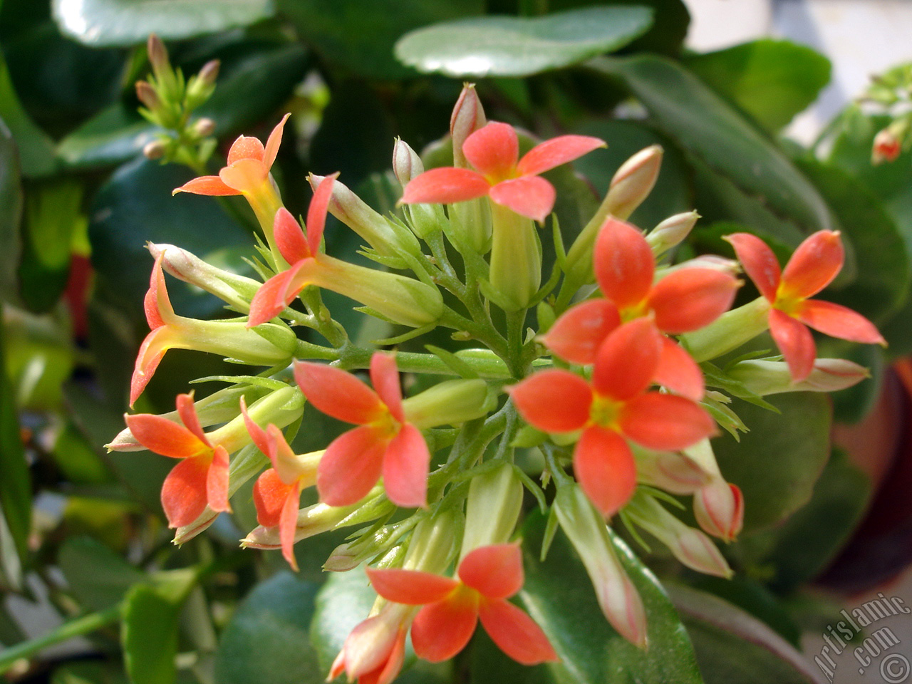 Kalanchoe plant`s flower.
