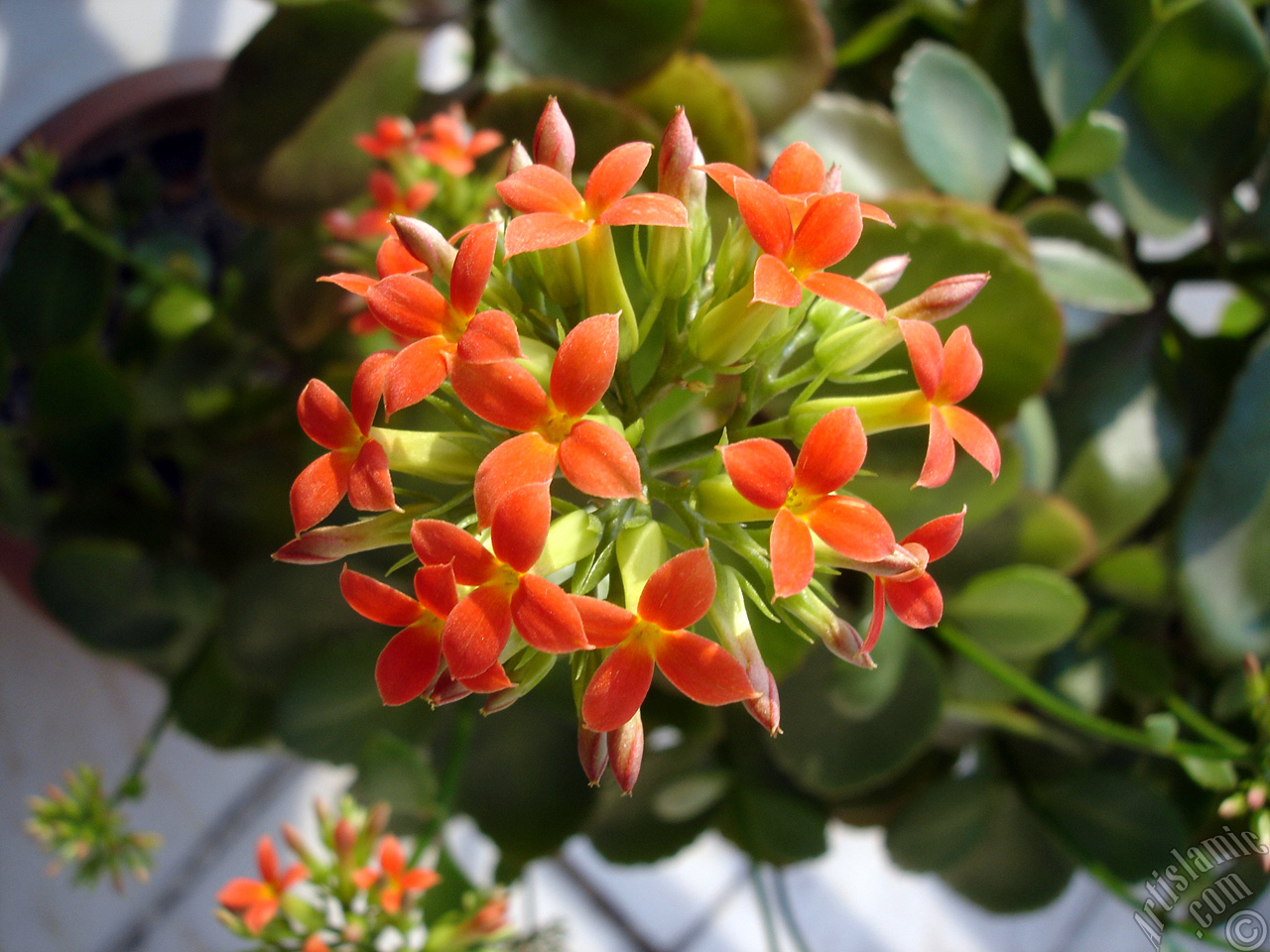 Kalanchoe plant`s flower.

