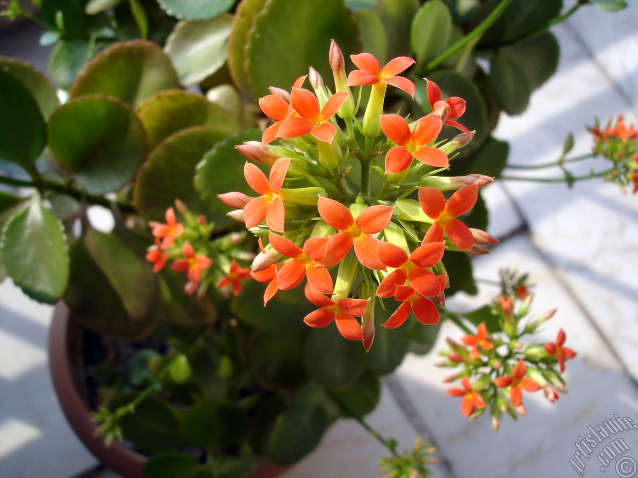 Kalanchoe plant`s flower.
