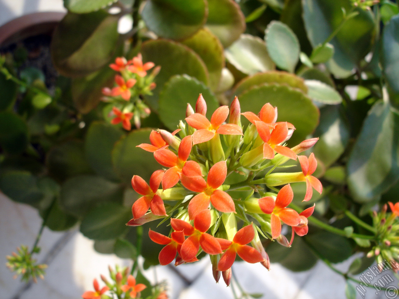 Kalanchoe plant`s flower.
