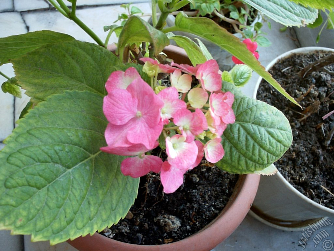 Pink Hydrangea -Hortensia- flower.

