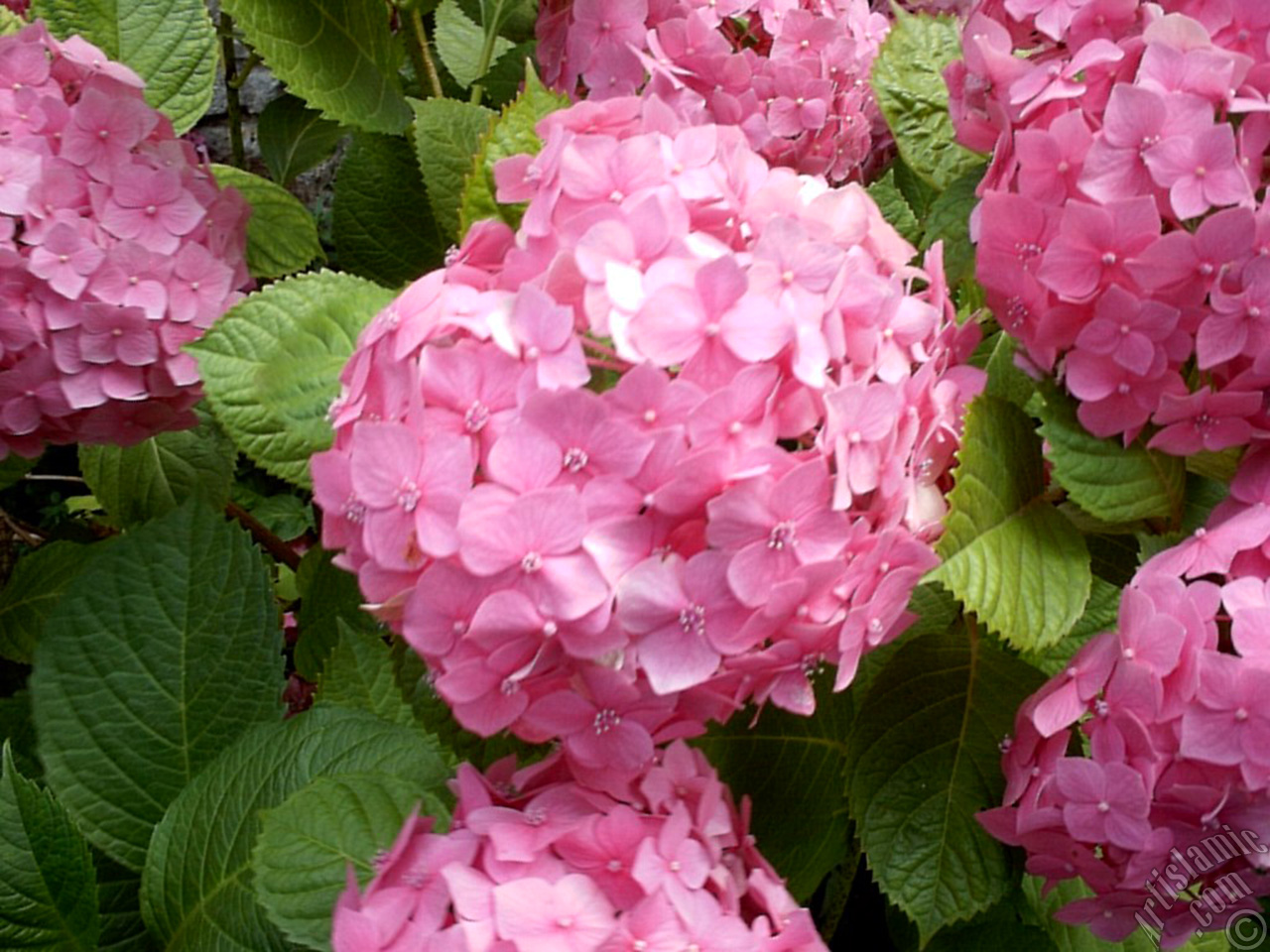 Pink Hydrangea -Hortensia- flower.

