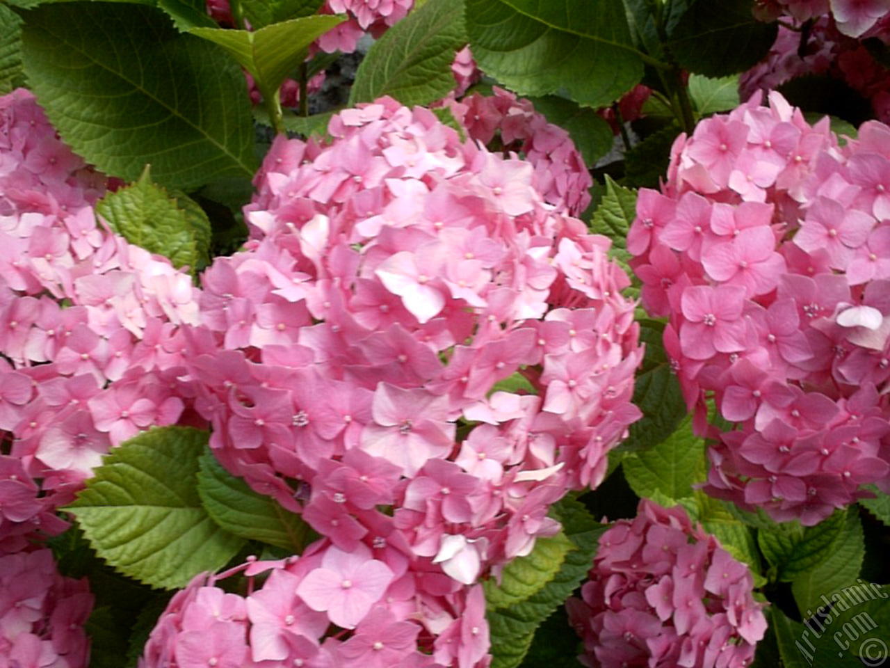 Pink Hydrangea -Hortensia- flower.
