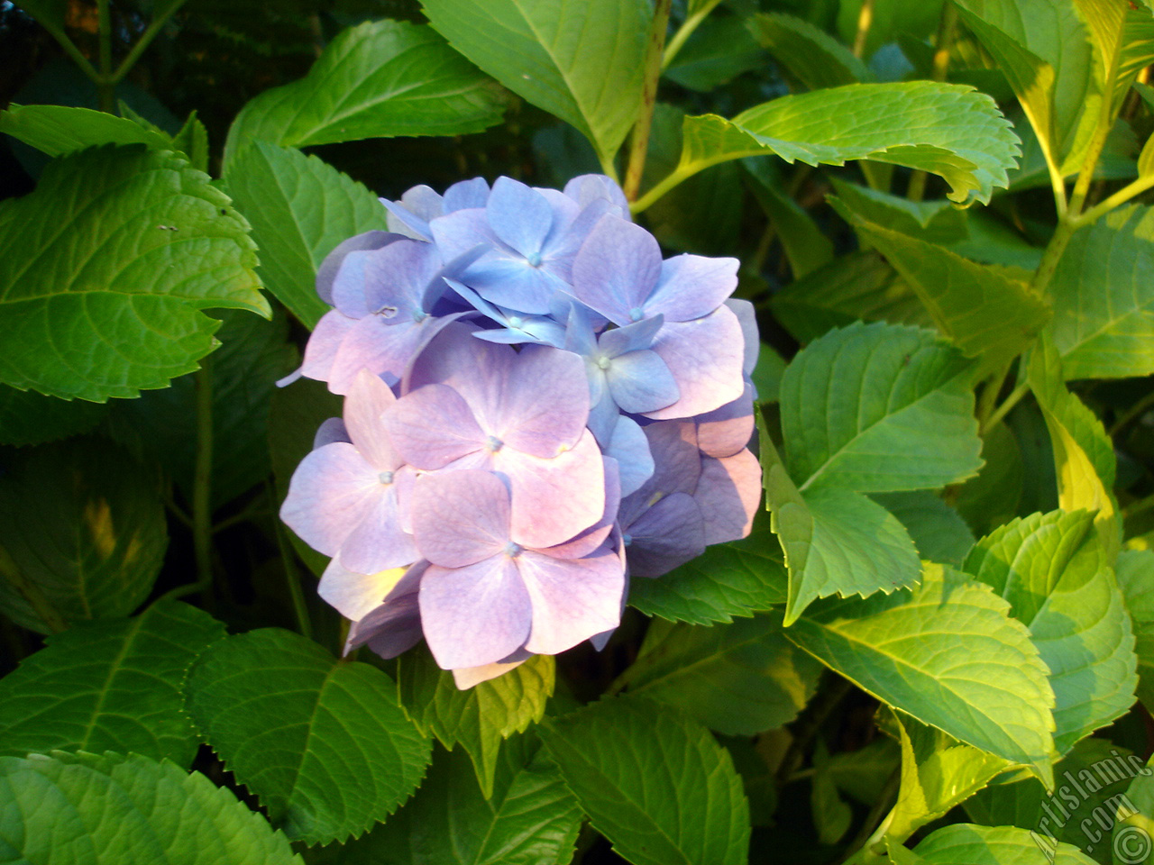 Light blue color Hydrangea -Hortensia- flower.
