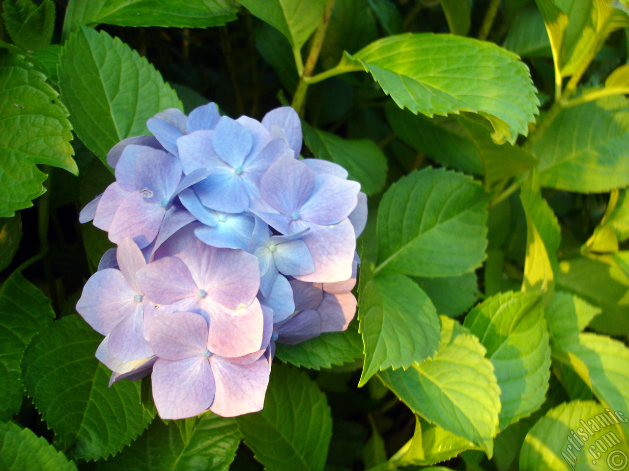 Light blue color Hydrangea -Hortensia- flower.
