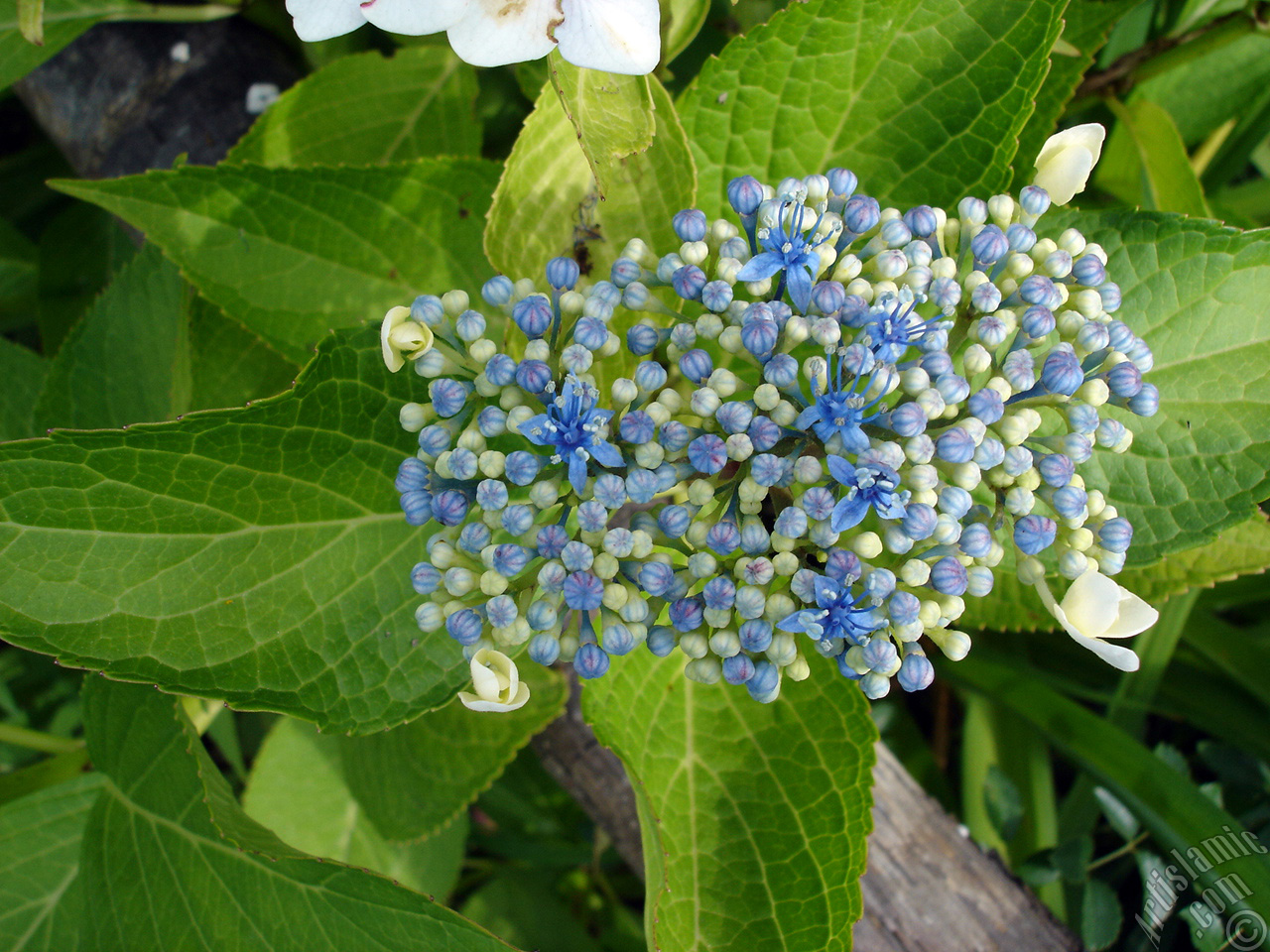 Light blue color Hydrangea -Hortensia- flower.
