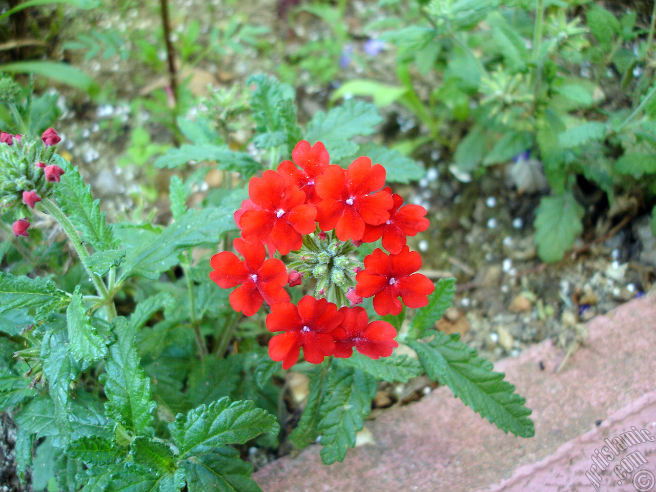 Verbena -Common Vervain- flower.
