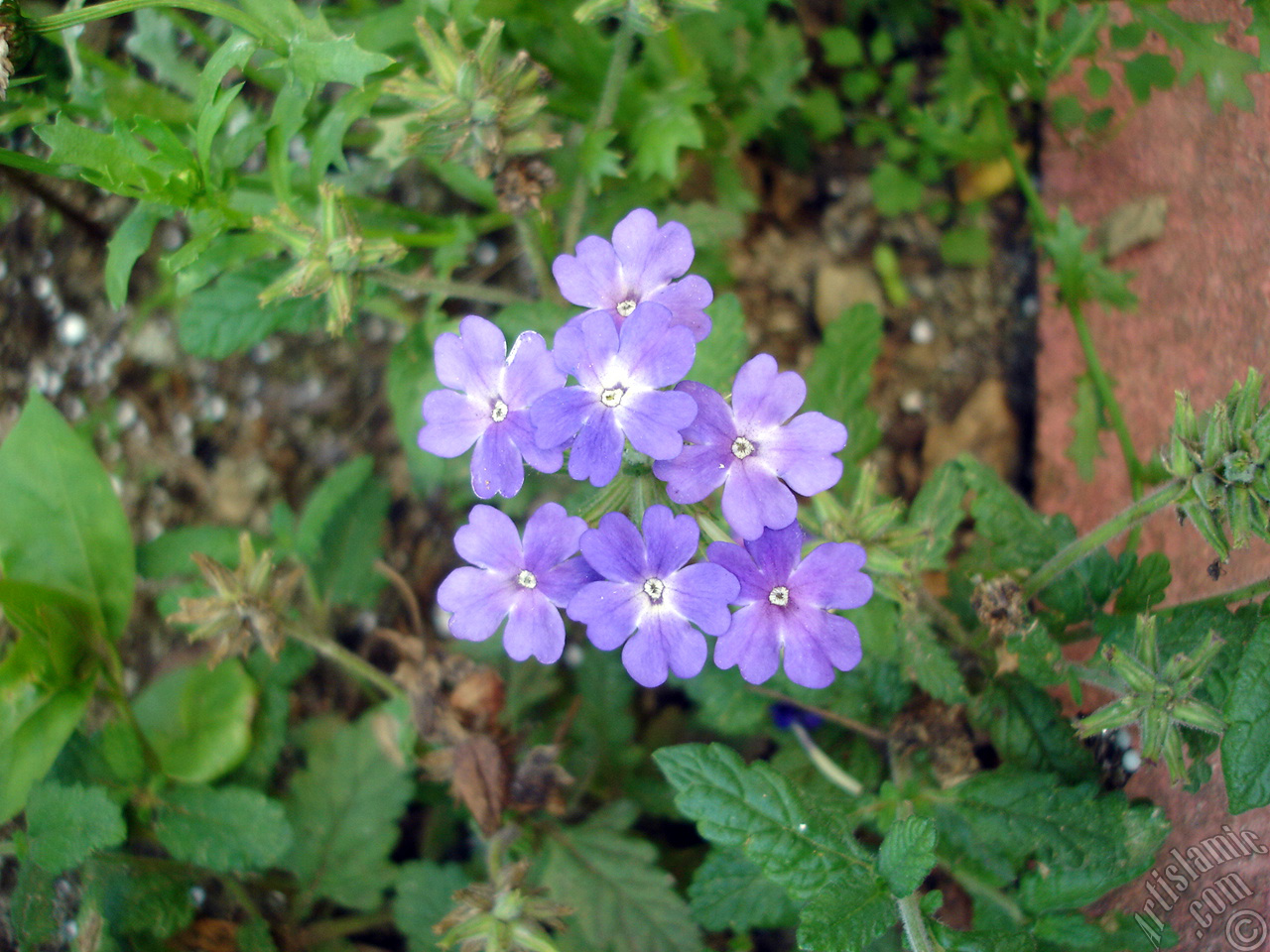 Verbena -Common Vervain- flower.

