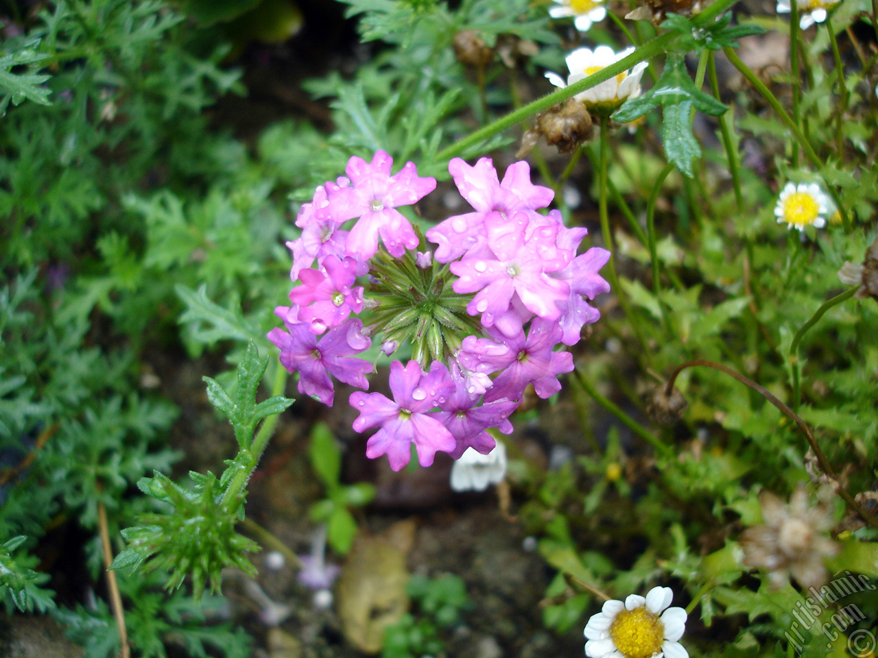 Verbena -Common Vervain- flower.
