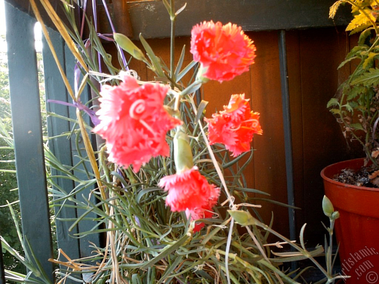 Red color Carnation -Clove Pink- flower.
