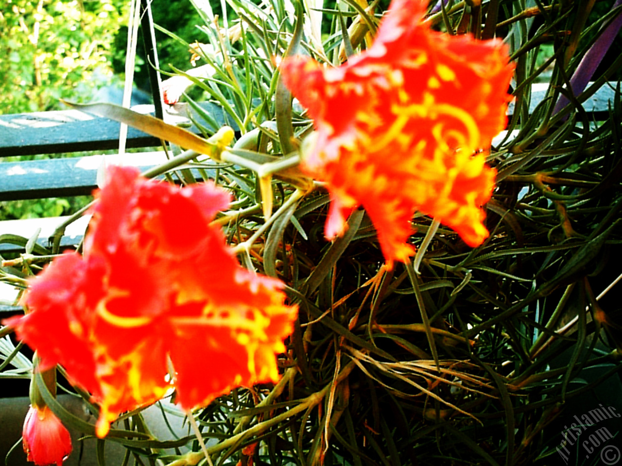 Red color Carnation -Clove Pink- flower.
