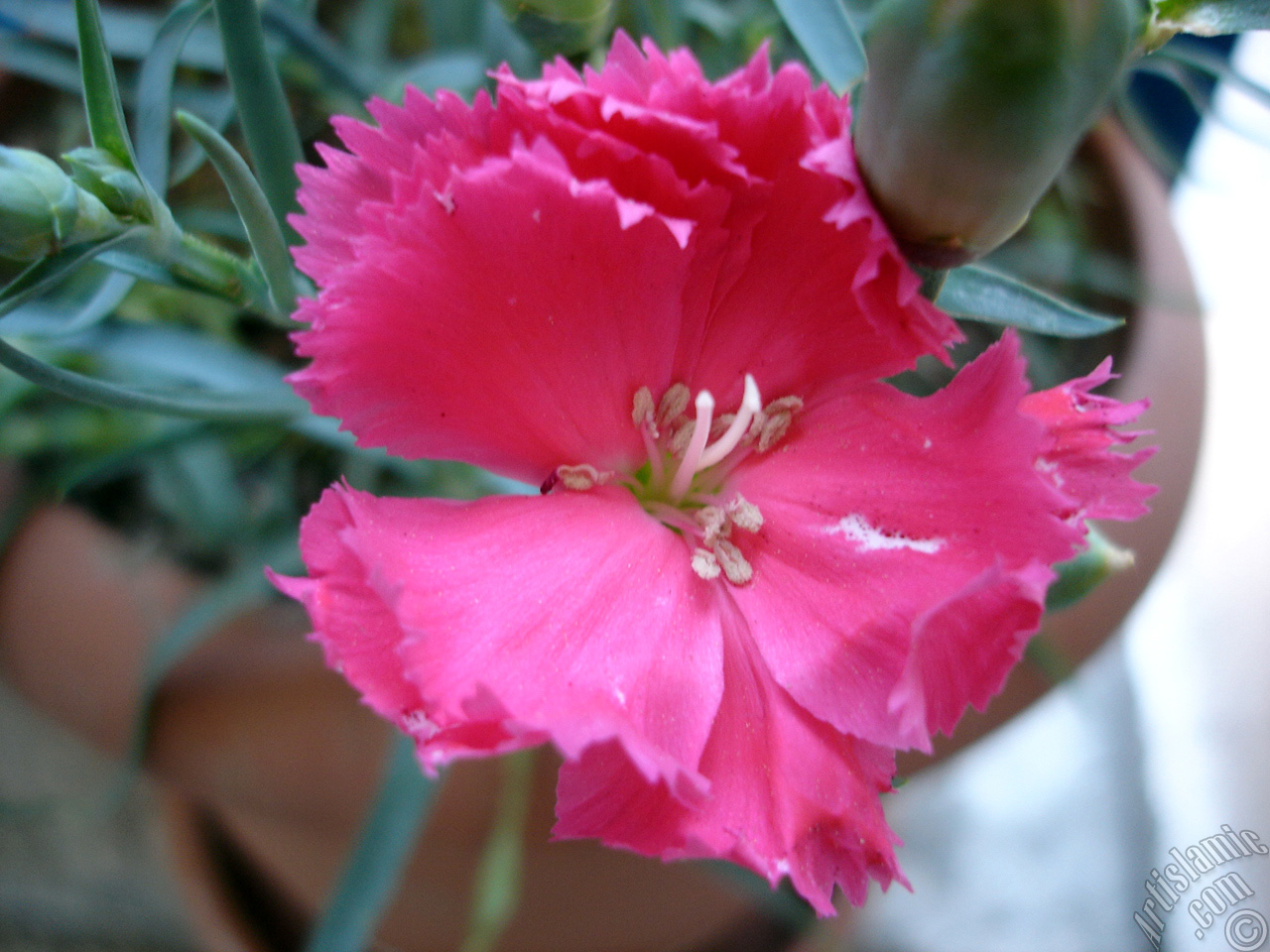 Pink color Carnation -Clove Pink- flower.
