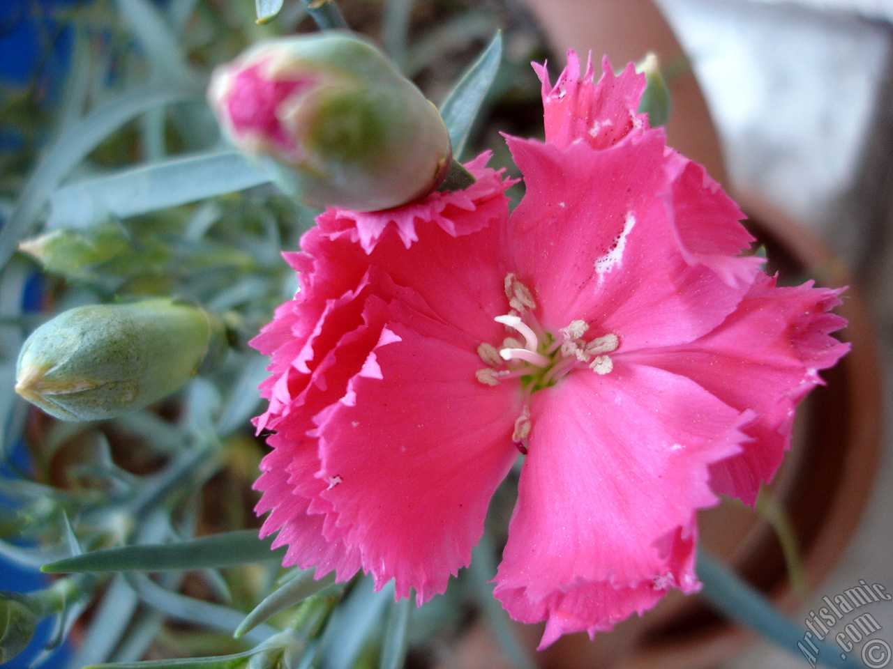 Pink color Carnation -Clove Pink- flower.
