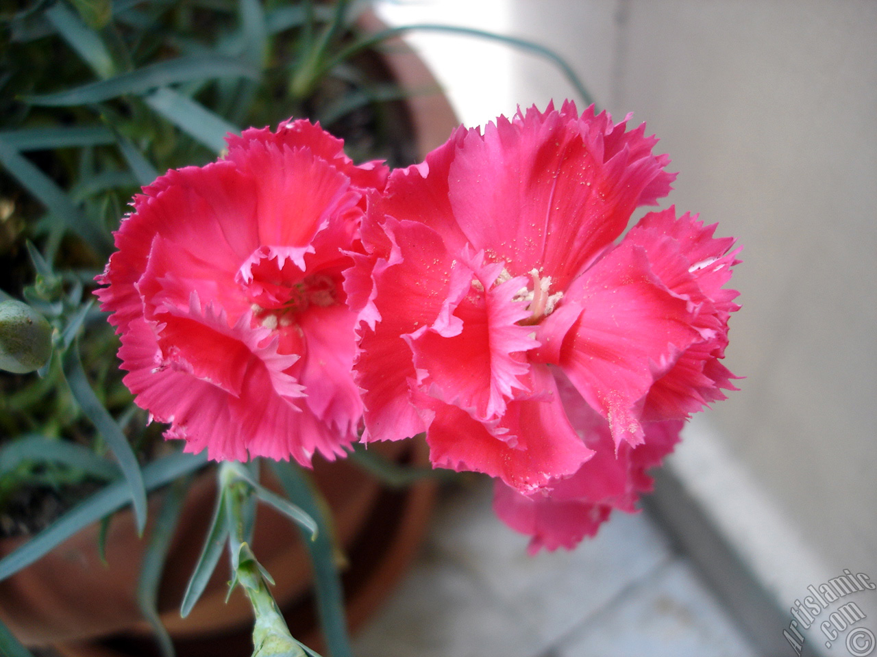 Pink color Carnation -Clove Pink- flower.
