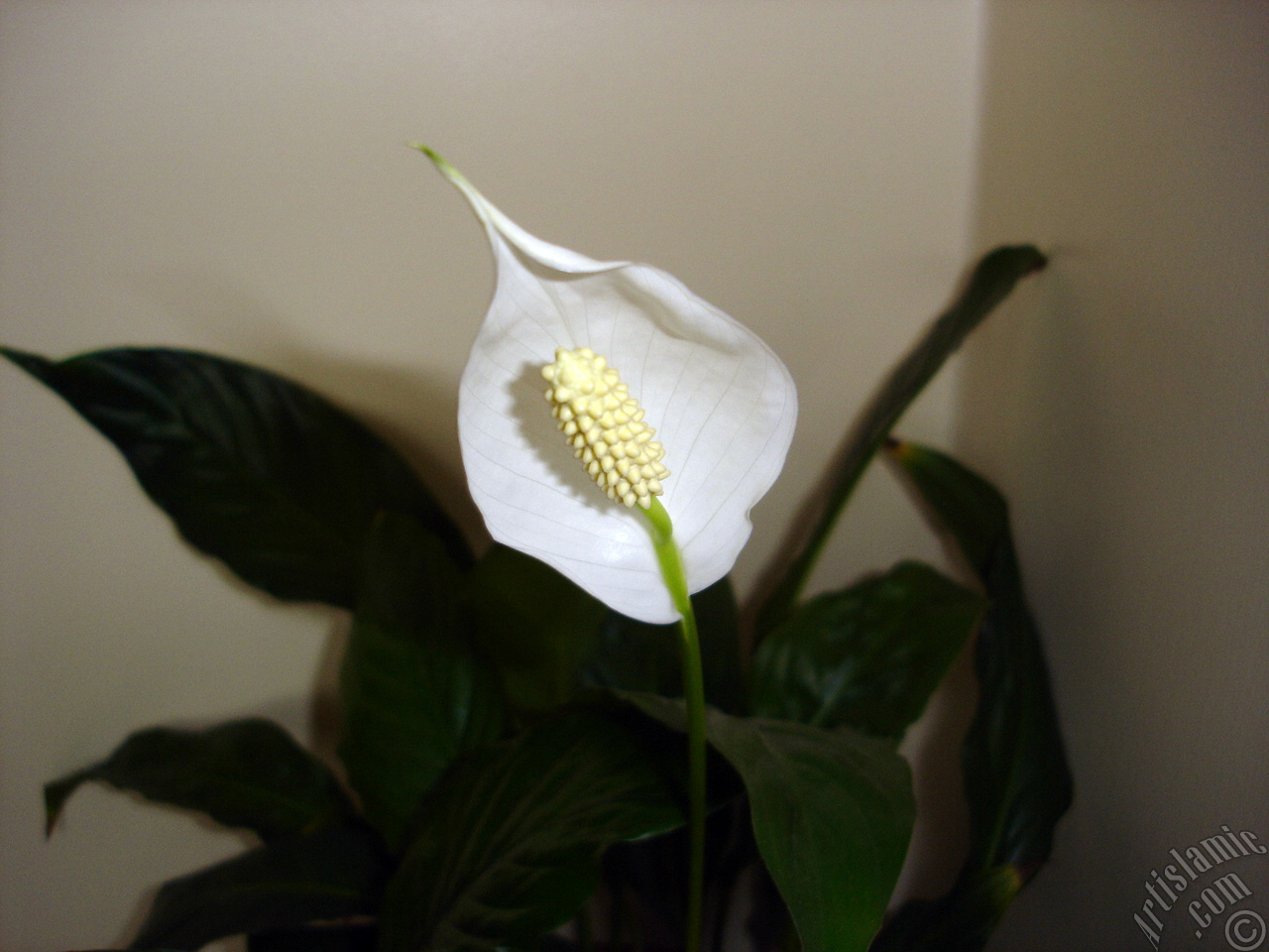 White color Peace Lily -Spath- flower.
