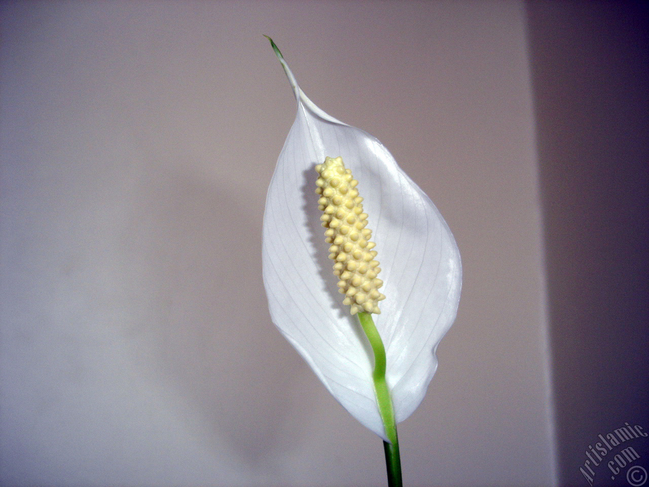 White color Peace Lily -Spath- flower.
