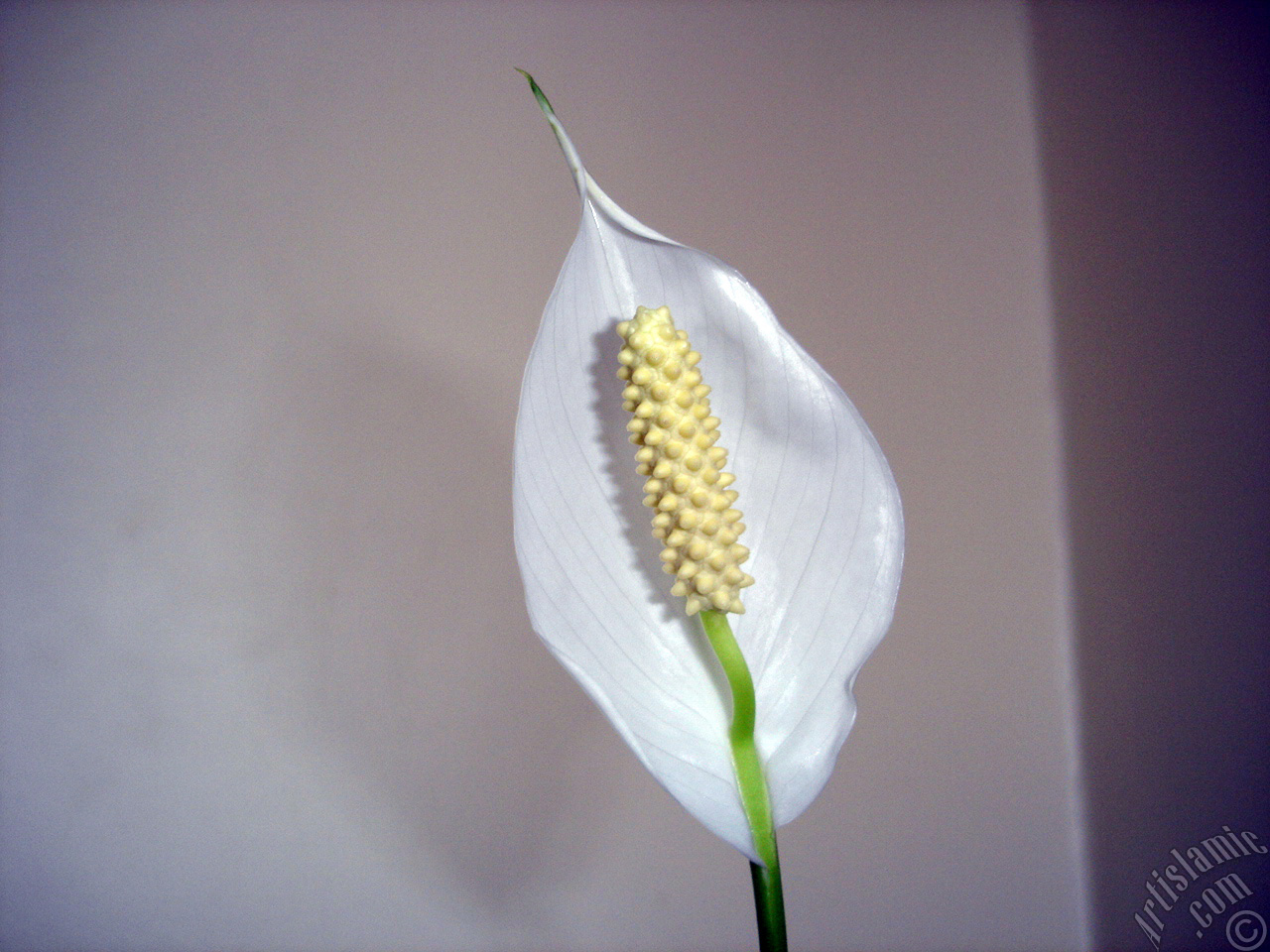 White color Peace Lily -Spath- flower.
