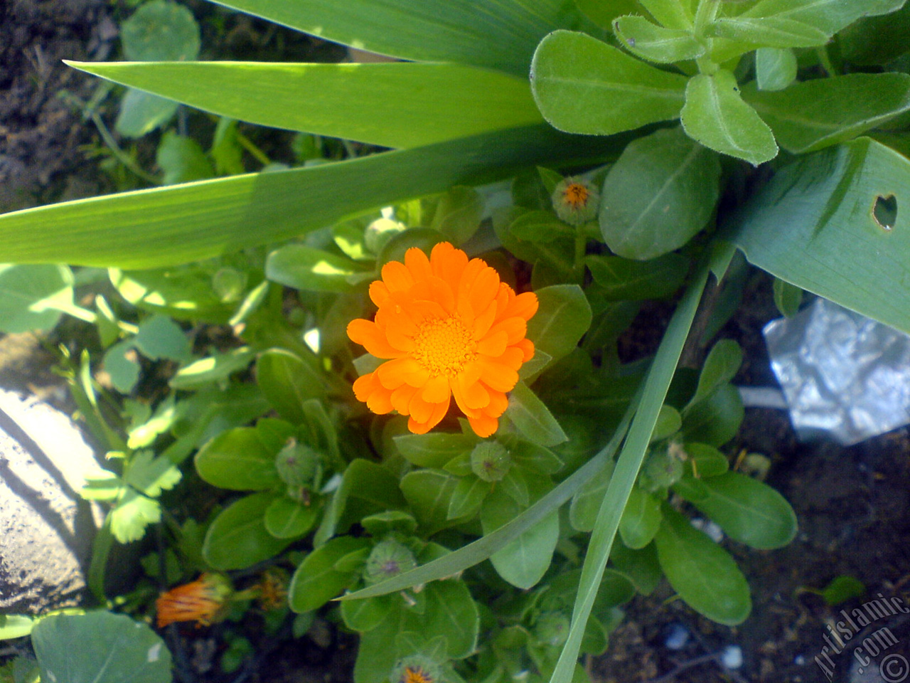 Dark orange color Pot Marigold -Scotch Marigold- flower which is similar to yellow daisy.
