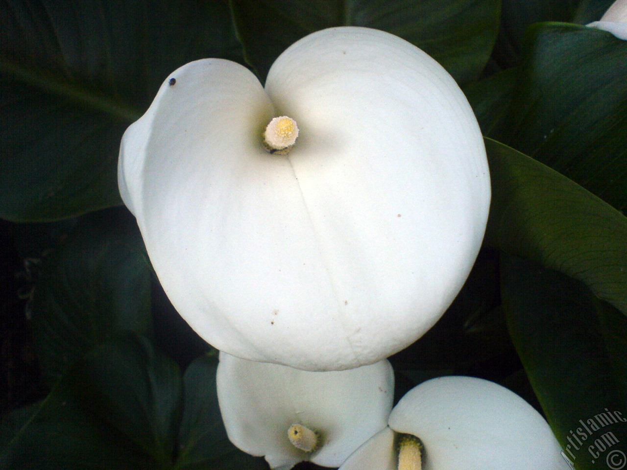 White color Arum Lily -Calla Lily- flower.
