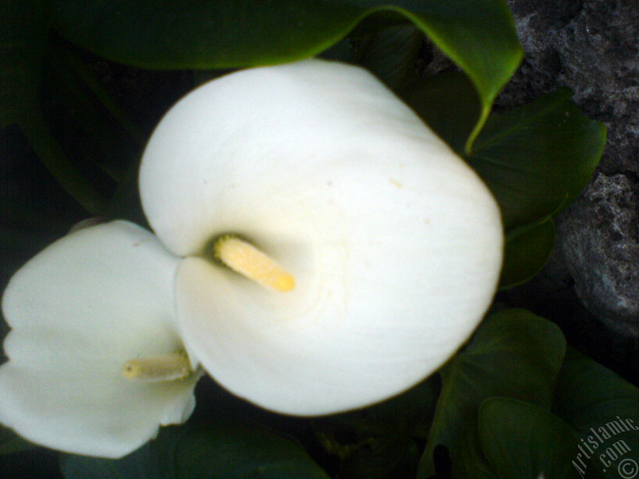 White color Arum Lily -Calla Lily- flower.
