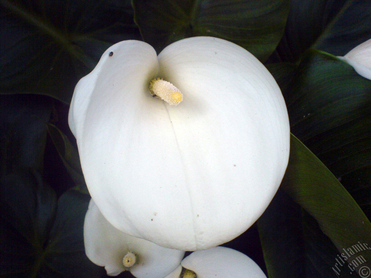 White color Arum Lily -Calla Lily- flower.
