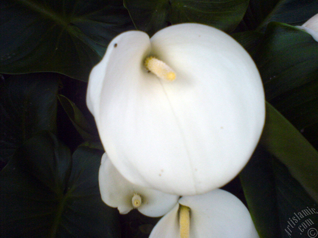 White color Arum Lily -Calla Lily- flower.
