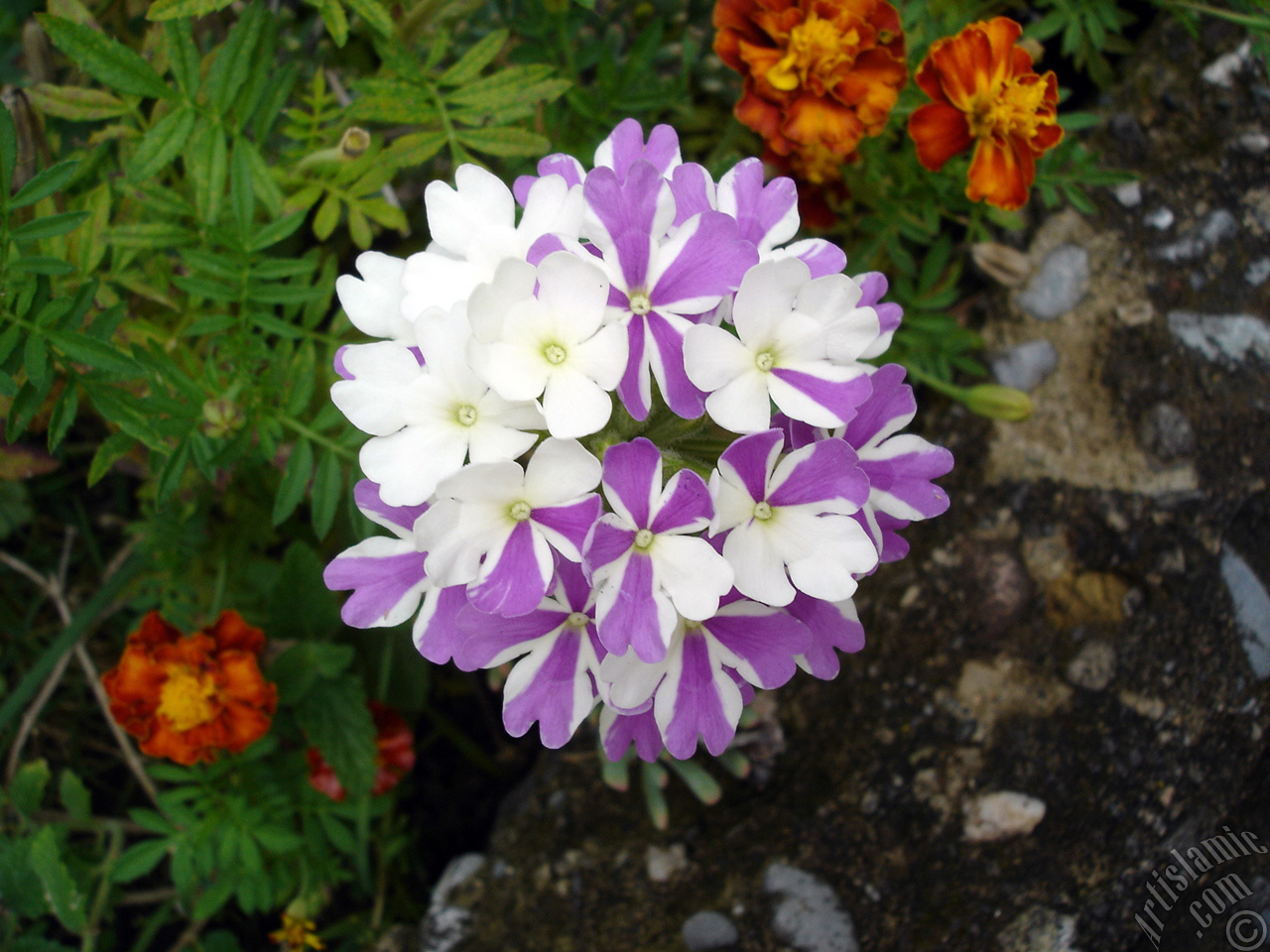 Verbena -Common Vervain- flower.
