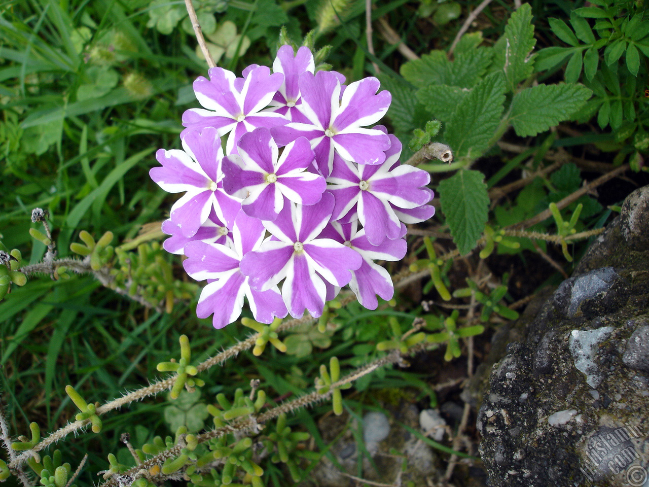 Verbena -Common Vervain- flower.

