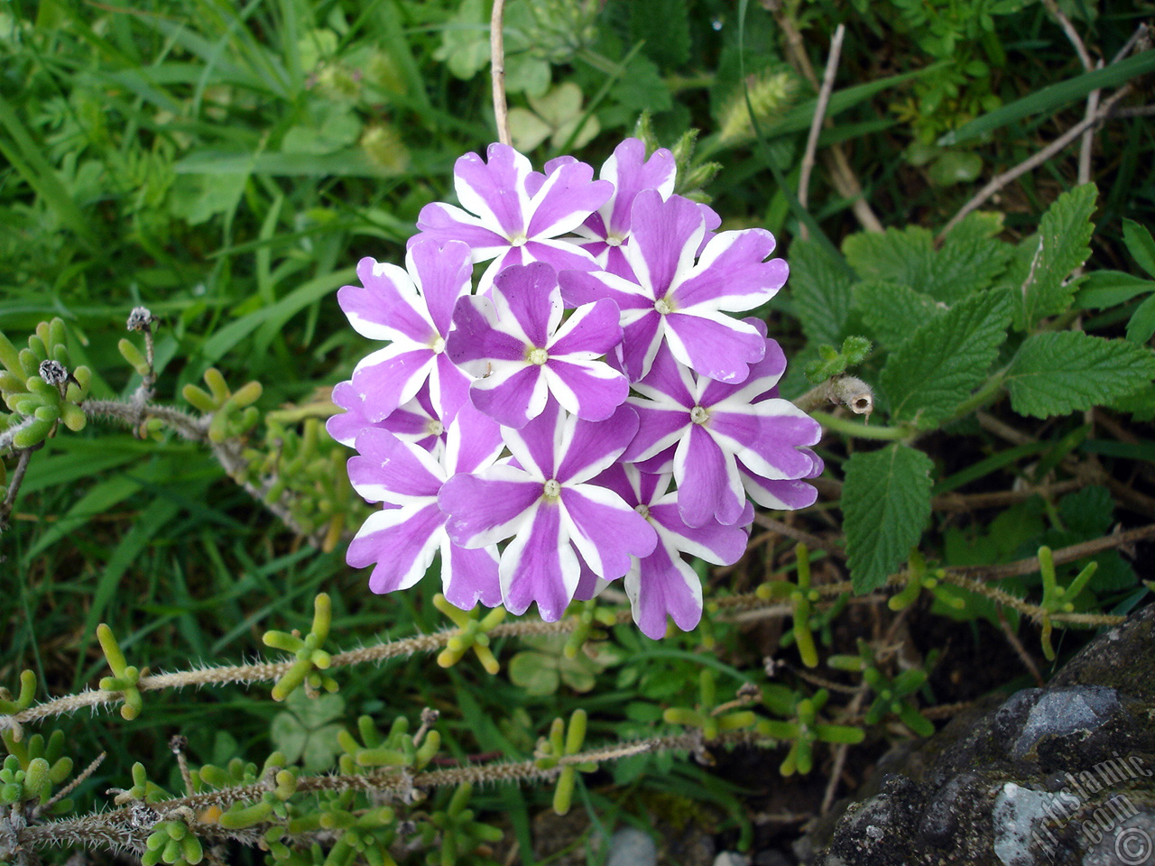 Verbena -Common Vervain- flower.

