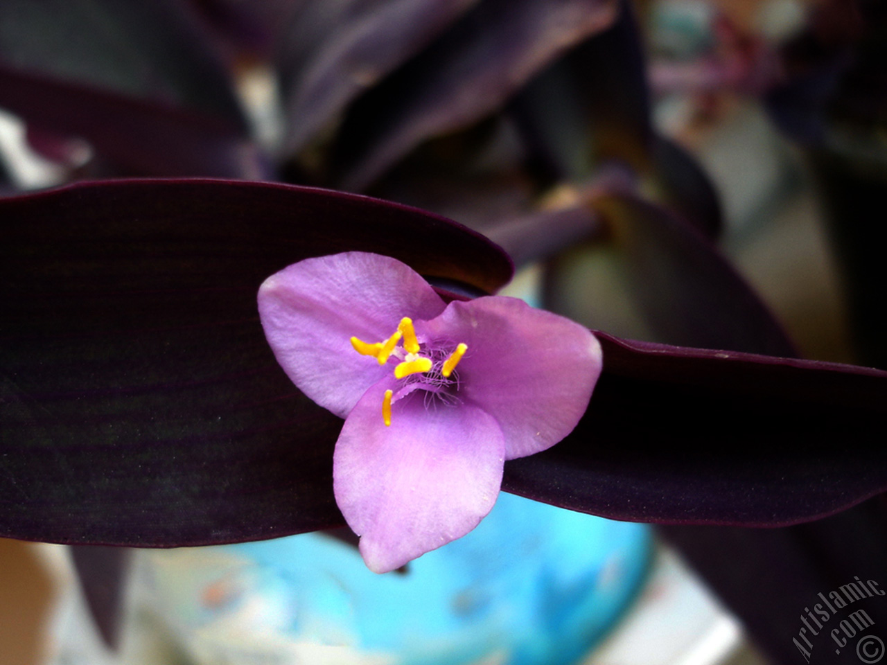 Purple Heart -Purple Queen- flower.
