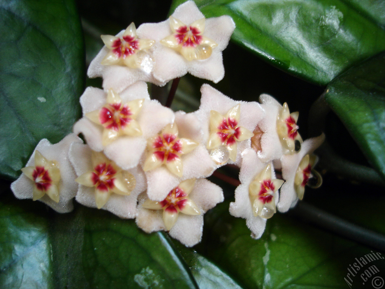Wax Plant flower.
