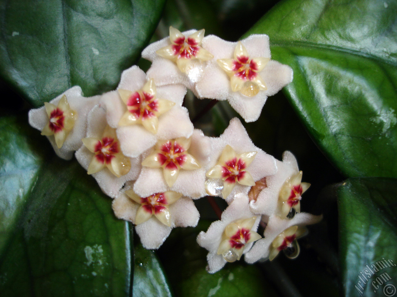 Wax Plant flower.
