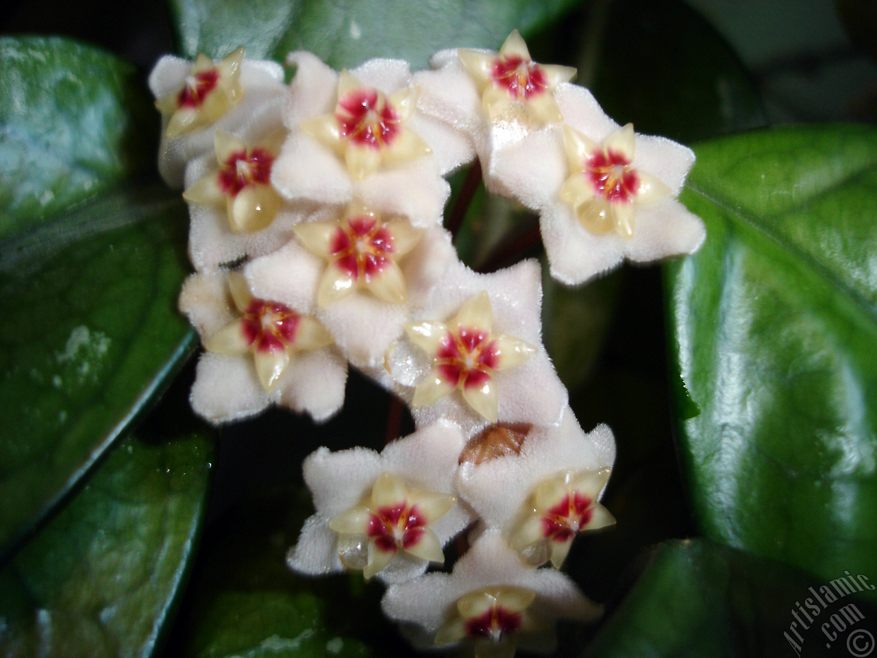 Wax Plant flower.
