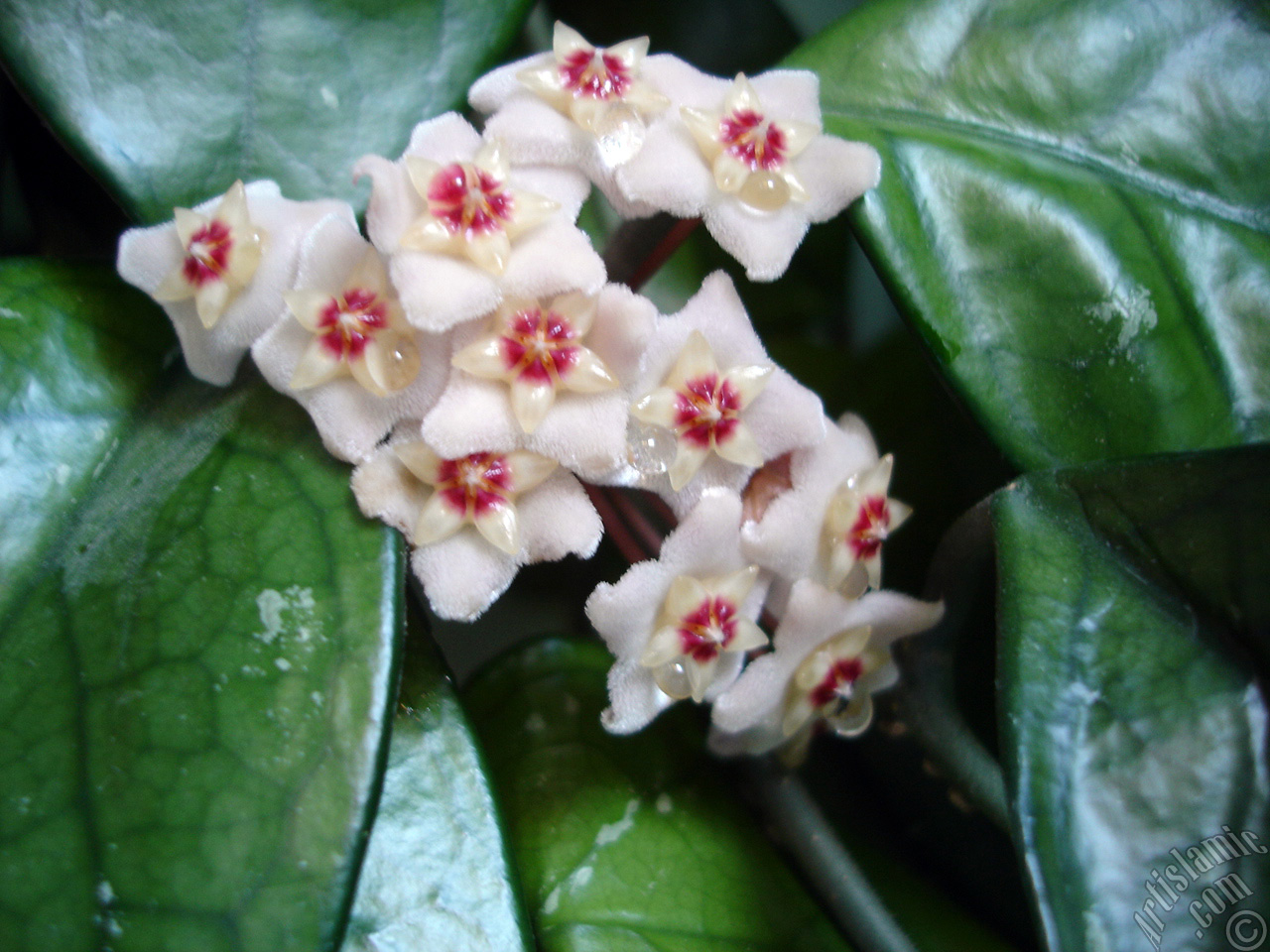 Wax Plant flower.
