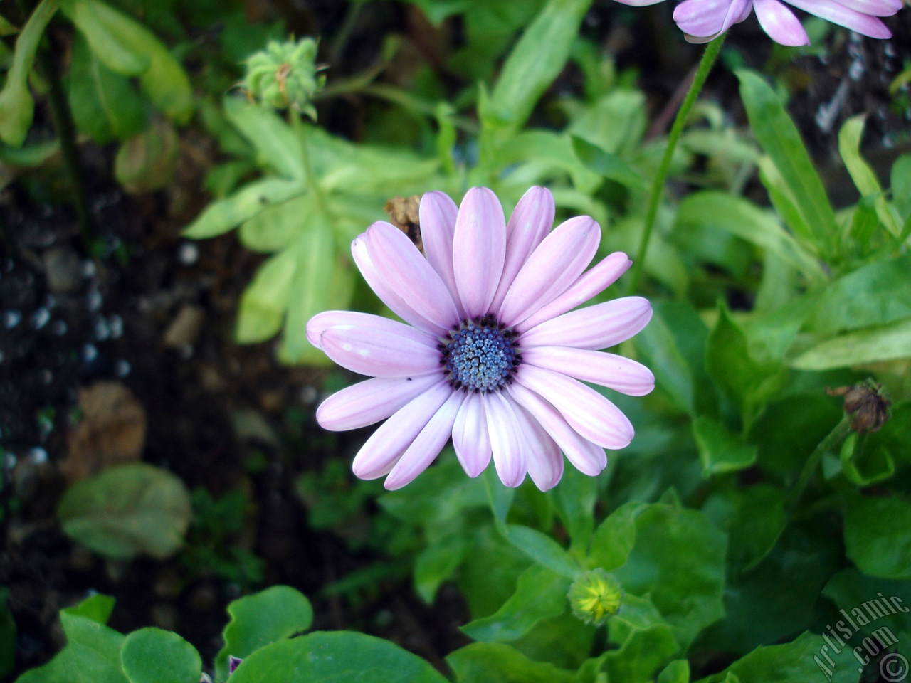 Pink color Trailing African Daisy -Freeway Daisy, Blue Eyed Daisy- flower.
