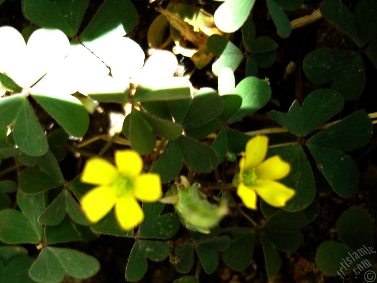 Shamrock -Wood Sorrel- flower.
