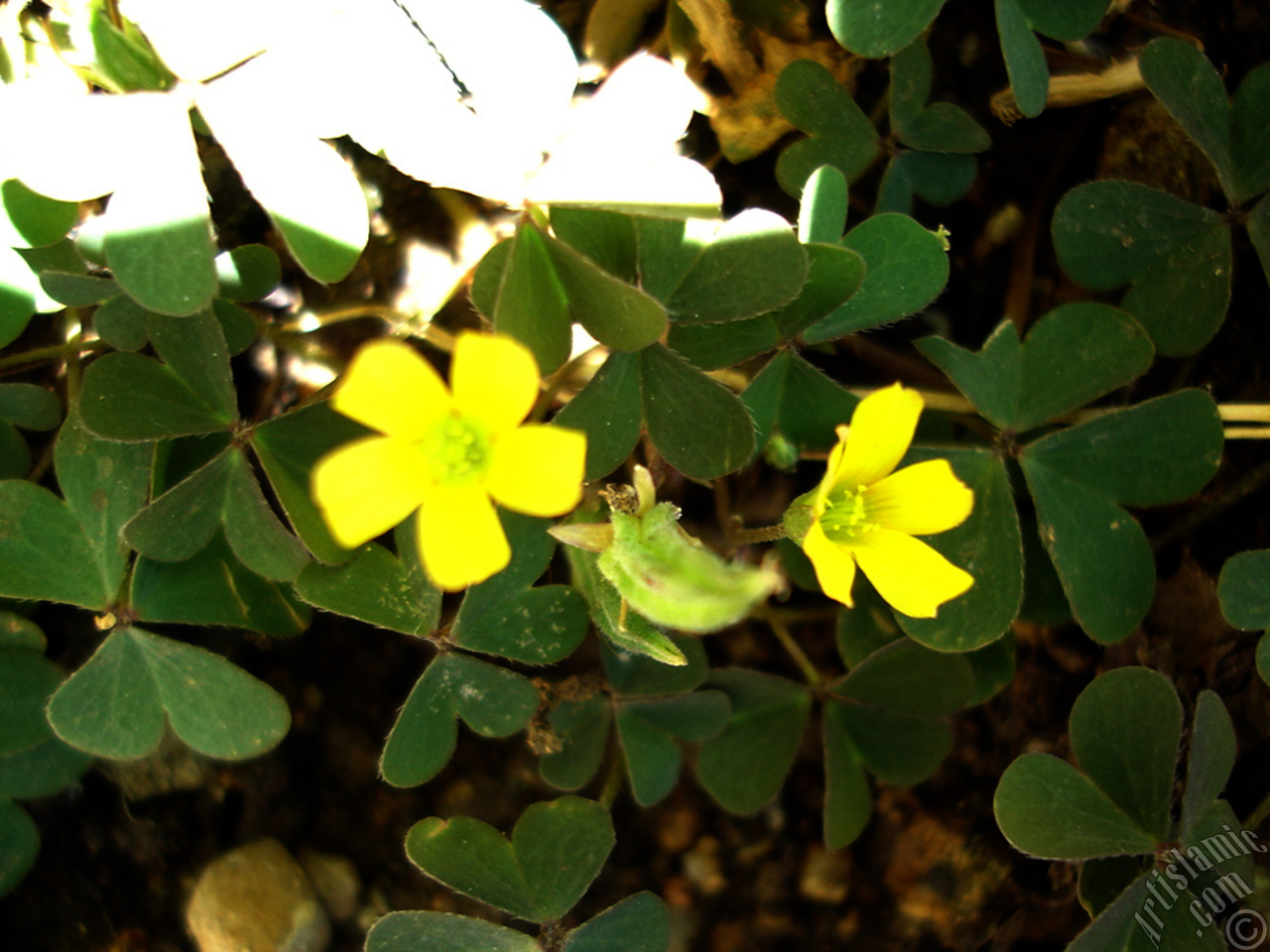 Shamrock -Wood Sorrel- flower.
