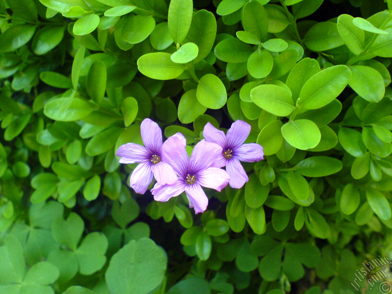 Shamrock -Wood Sorrel- flower.
