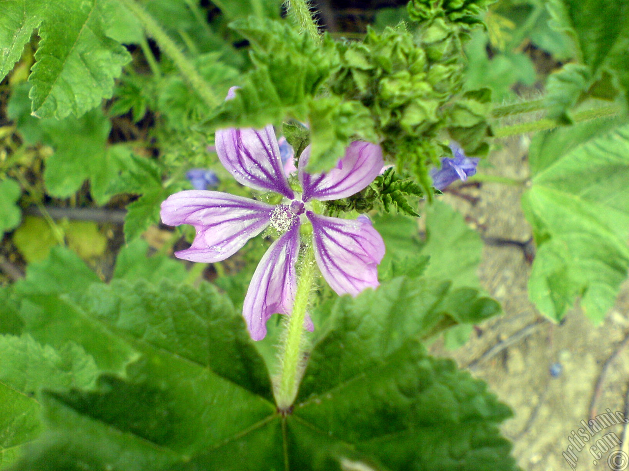 Purple color Erica flower.
