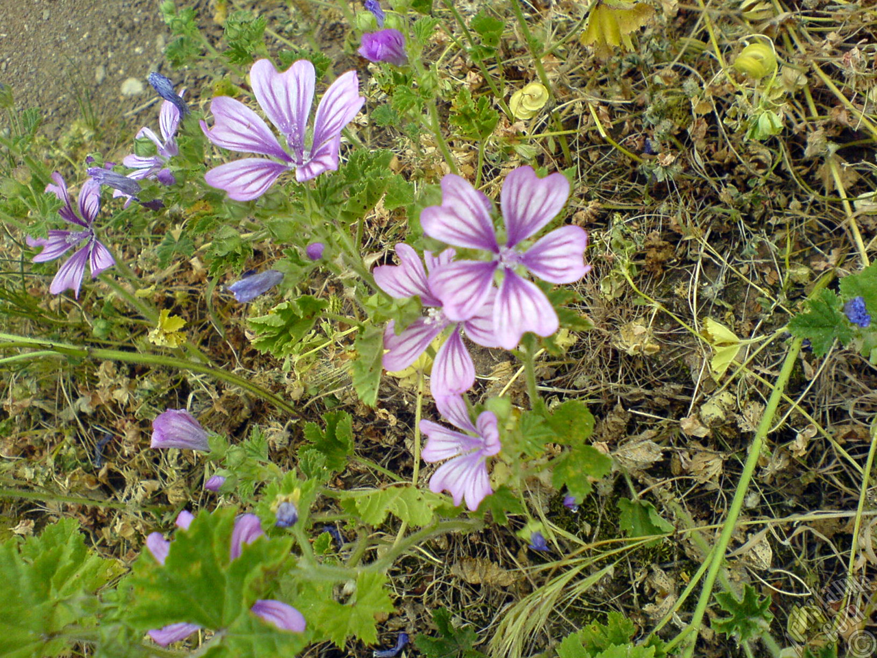 Purple color Erica flower.
