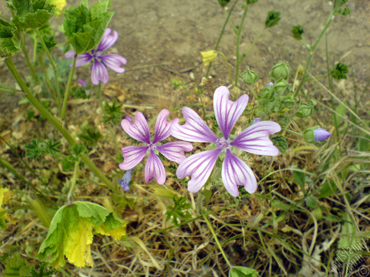 Purple color Erica flower.

