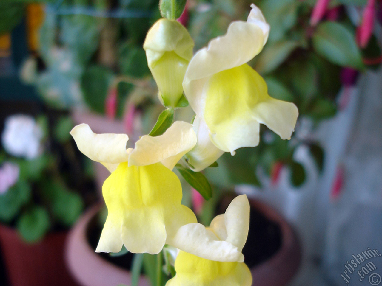 Yellow Snapdragon flower.
