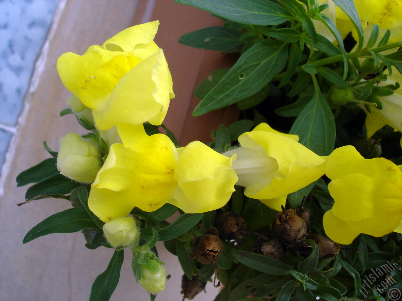 Yellow Snapdragon flower.
