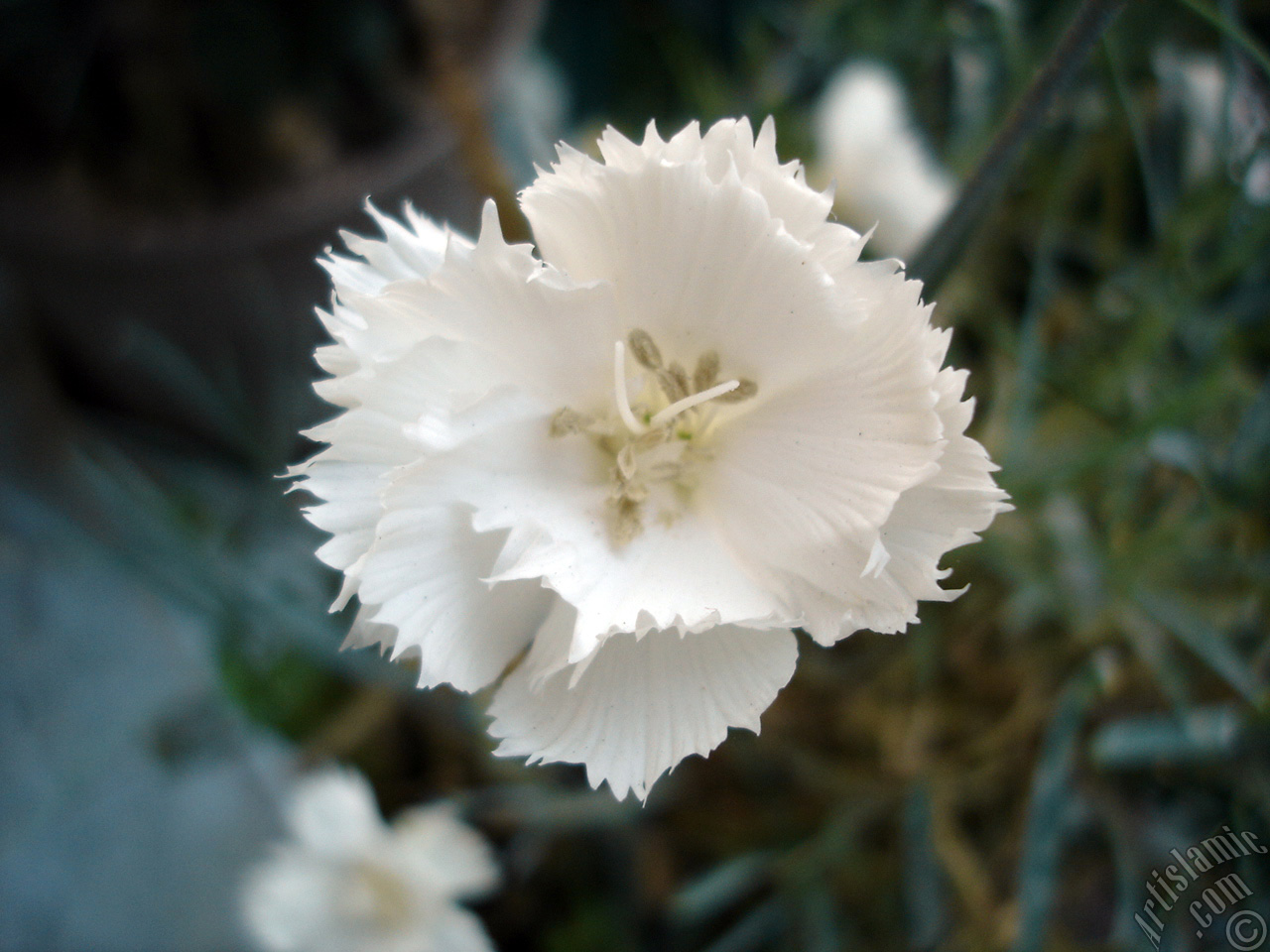 White color Carnation -Clove Pink- flower.
