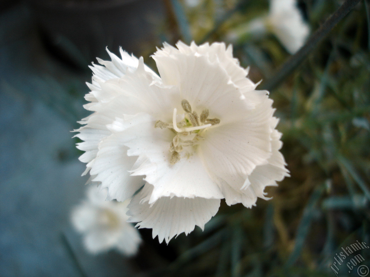 White color Carnation -Clove Pink- flower.
