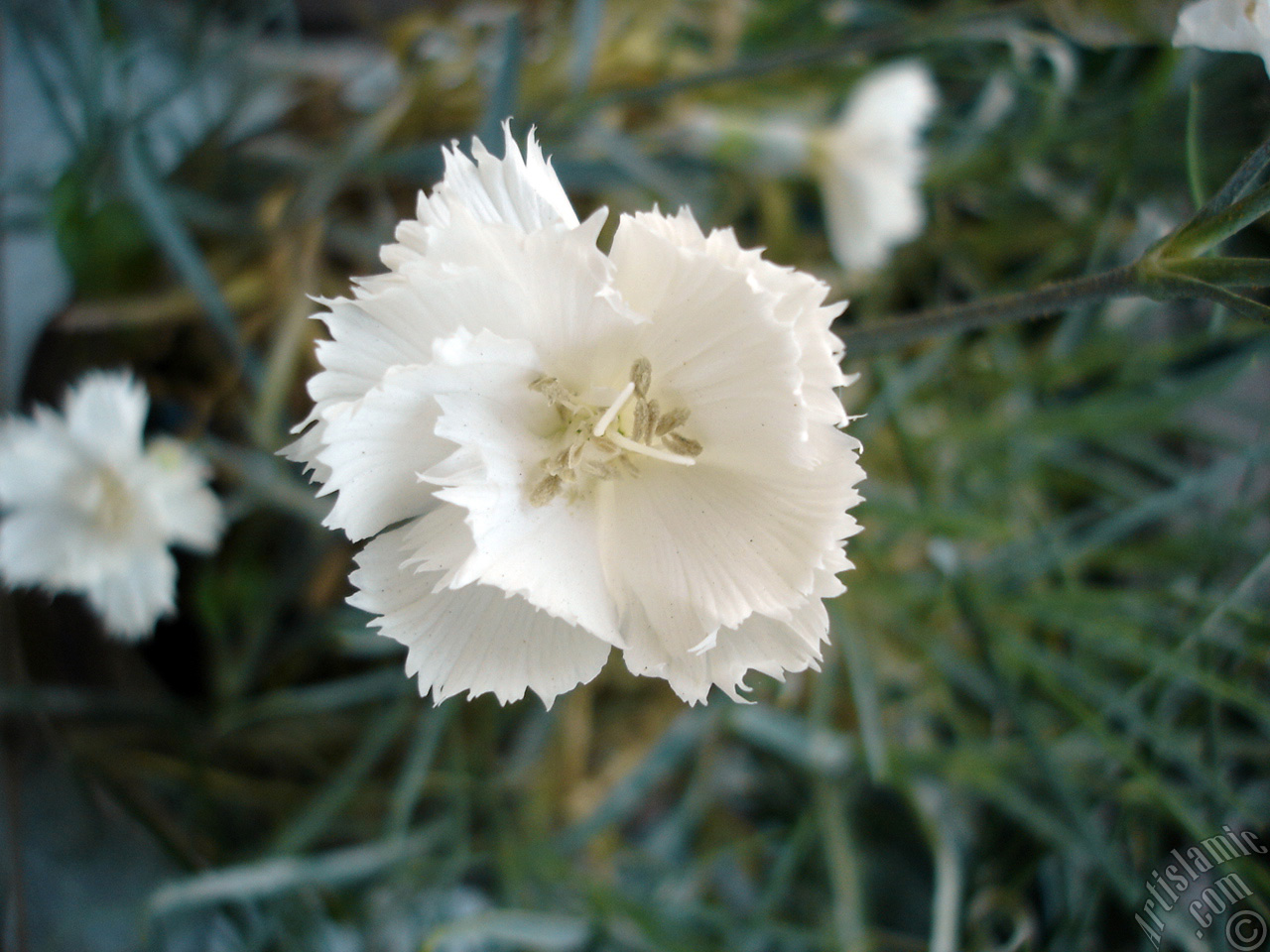 White color Carnation -Clove Pink- flower.
