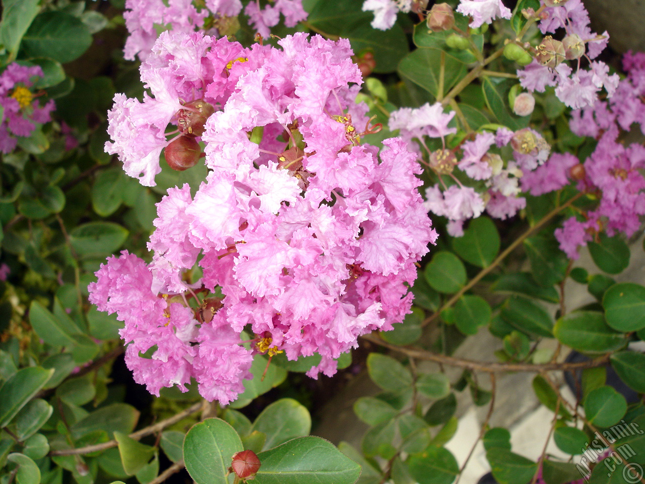 Crape Myrtle -Crepe Myrtle- flower.
