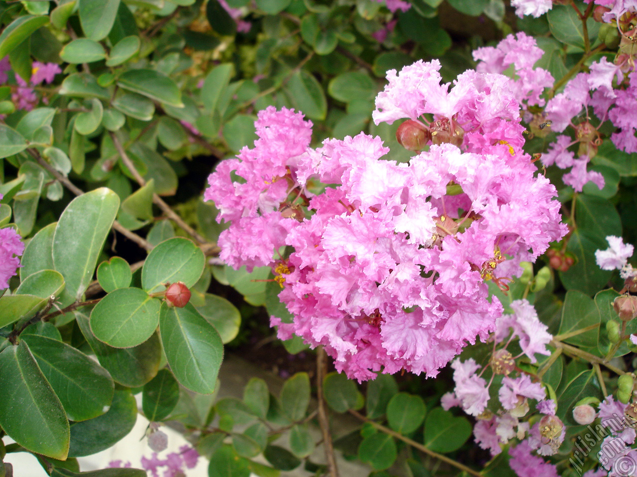 Crape Myrtle -Crepe Myrtle- flower.
