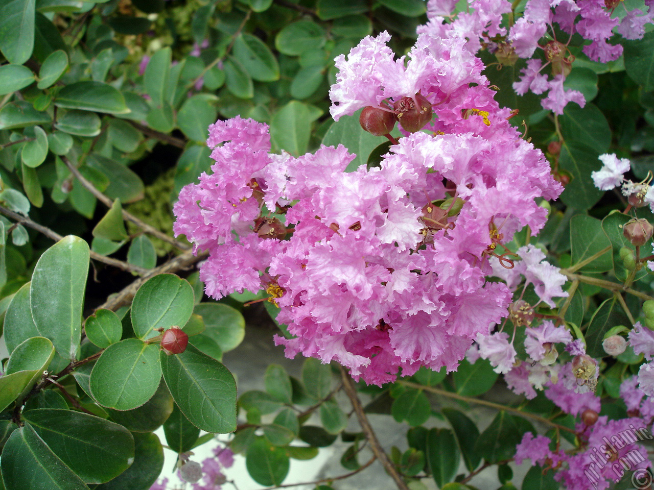 Crape Myrtle -Crepe Myrtle- flower.
