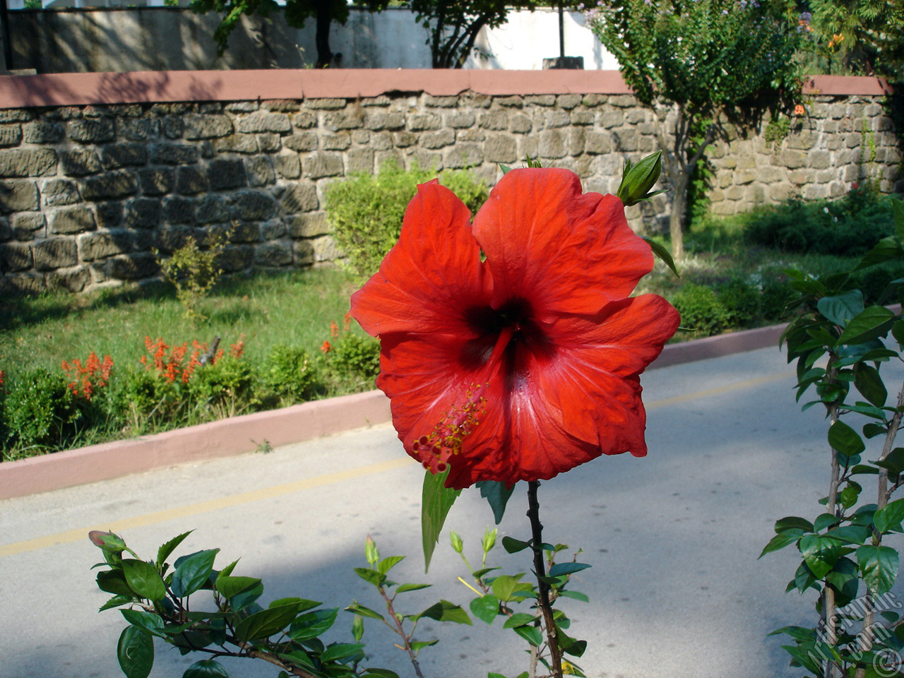 A red color Japanese Rose, -Chinese Rose, Tropical Hibiscus, Shoe Flower-.
